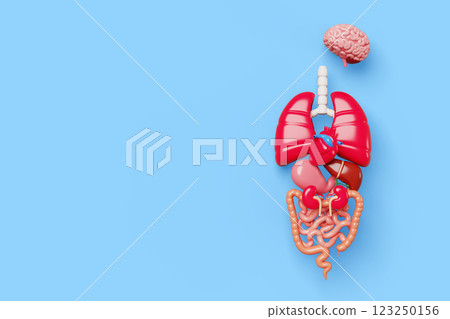 Human internal organs 3d body anatomy medical poster. Brain, heart, lungs, liver, stomach, kidneys, intestine blue background. Nervous system, cardiovascular, digestive, respiratory. 3D illustration 123250156