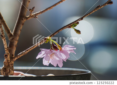 一朵櫻花在冬日陽光下綻放 123250222