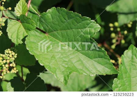 葡萄葉 123250223
