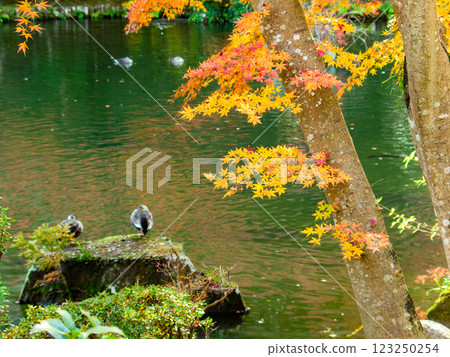 水邊秋葉的美麗風景 水邊秋葉的美麗風景 123250254