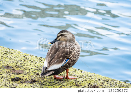 Mallard ducks, Nakanoshima Park, Osaka, Dojima River 123250272