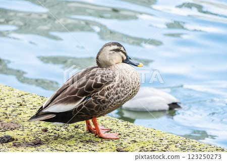 Mallard ducks, Nakanoshima Park, Osaka, Dojima River 123250273