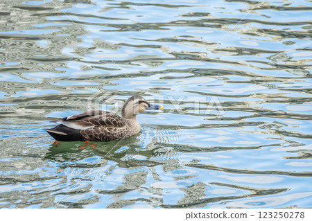 Mallard ducks, Nakanoshima Park, Osaka, Dojima River Mallard ducks, Nakanoshima Park, Osaka, Dojima River 123250278