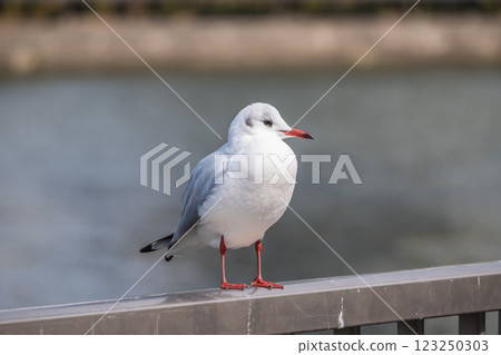 Black-headed Gull, Hachikenyahama, Osaka 123250303