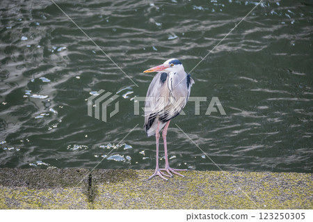 大阪市中之島公園土佐堀川河岸上棲息著一隻蒼鷺 123250305