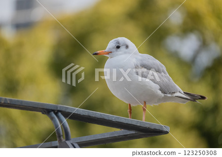 Black-headed Gull, Tosabori River, Osaka City, Nakanoshima Park 123250308