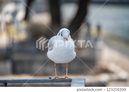 大阪市土佐堀川中之島公園內的黑頭鷗 123250309