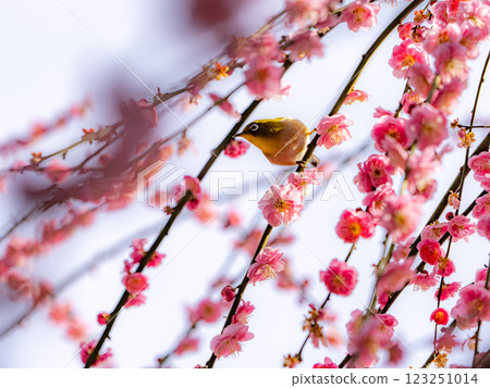 Japanese white-eyes playing with plum blossoms in full bloom 123251014
