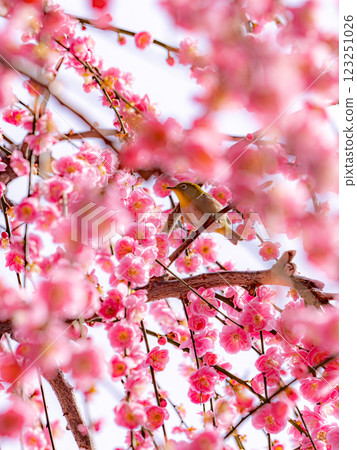 繡眼鳥在盛開的梅花間嬉戲 123251026