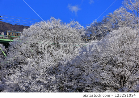 211系列列車穿越積雪的鳥澤大橋 211系列列車穿越積雪的鳥澤大橋 123251054