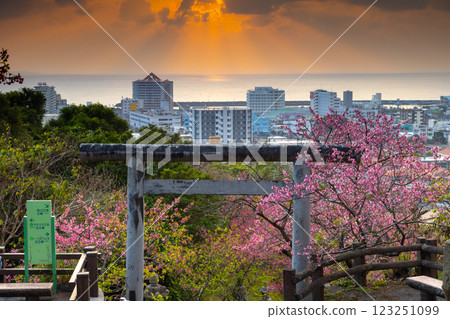 沖繩縣名護市、名護城公園、名護神社參拜道的鳥居上盛開的早開琉球冬櫻以及名護灣的晚霞 123251099