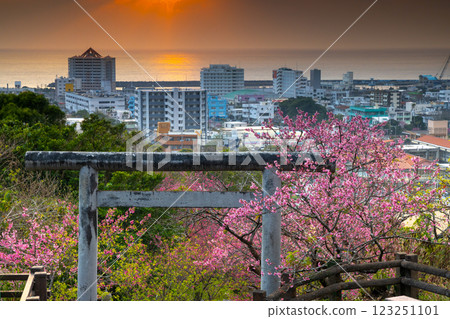 沖繩縣名護市、名護城公園、名護神社參拜道的鳥居上盛開的早開琉球冬櫻以及名護灣的晚霞 沖繩縣名護市、名護城公園、名護神社參拜道的鳥居上盛開的早開琉球冬櫻以及名護灣的晚霞 123251101