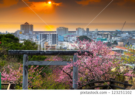 沖繩縣名護市、名護城公園、名護神社參拜道的鳥居上盛開的早開琉球冬櫻以及名護灣的晚霞 沖繩縣名護市、名護城公園、名護神社參拜道的鳥居上盛開的早開琉球冬櫻以及名護灣的晚霞 123251102