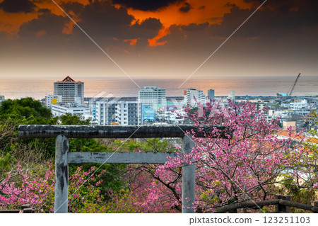 Okinawa Prefecture Nago City, Nago Castle Park, early-blooming Ryukyu winter cherry blossoms decorating the torii gates on the approach to Nago Shrine and the sunset sky over Nago Bay Okinawa Prefecture Nago City, Nago Castle Park, early-blooming Ryukyu winter cherry blossoms decorating the torii gates on the approach to Nago Shrine and the sunset sky over Nago Bay 123251103