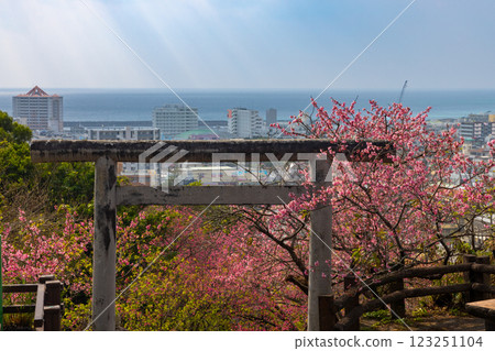 沖繩縣名護市、名護城公園、早開的琉球冬櫻花,裝飾著名護神社參道的鳥居和名護灣的天使之梯 沖繩縣名護市、名護城公園、早開的琉球冬櫻花,裝飾著名護神社參道的鳥居和名護灣的天使之梯 123251104