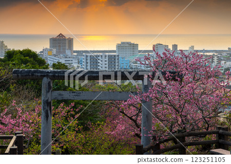 沖繩縣名護市、名護城公園、名護神社參拜道的鳥居上盛開的早開琉球冬櫻以及名護灣的晚霞 123251105