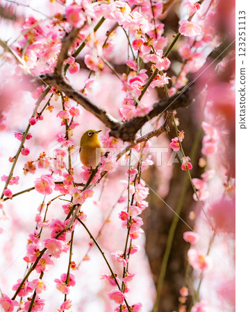 Japanese white-eyes playing with plum blossoms in full bloom 123251113