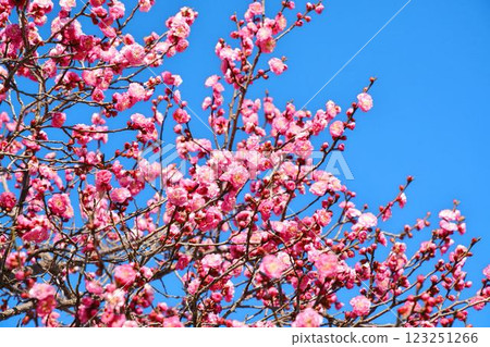 Blue sky and red plum 123251266