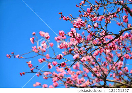 Blue sky and red plum 123251267