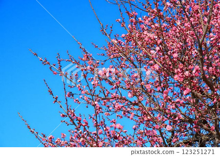 藍天和紅色李子 藍天和紅色李子 123251271