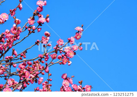 藍天和紅色李子 藍天和紅色李子 123251275