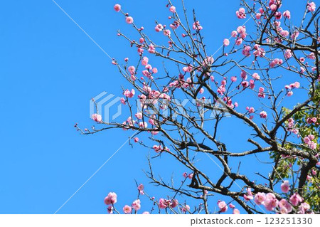 Blue sky and red plum 123251330
