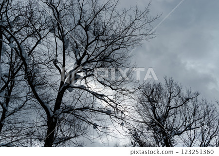 Trees stretching into the winter sky and snow-covered branches a-2 Low saturation, high contrast Trees stretching into the winter sky and snow-covered branches a-2 Low saturation, high contrast 123251360