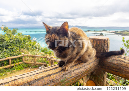 View of the Kouri Bridge, the Kouri blue sea and a cat from the Untenmorienchi Observatory in Unten, Nakijin Village, Kunigami District, Okinawa Prefecture 123251509