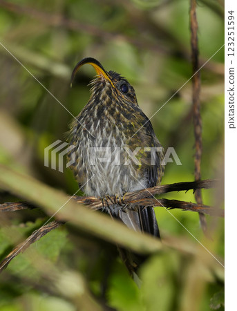 捲嘴蜂鳥 123251594