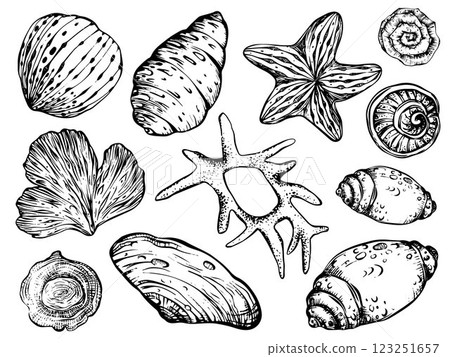 Seashells and starfish vector clipart on isolated background 123251657