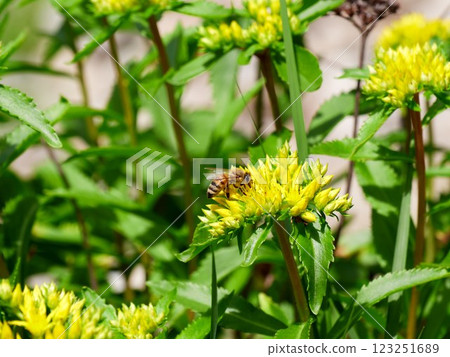 Yellow sedum flower buds and honeybee 123251689