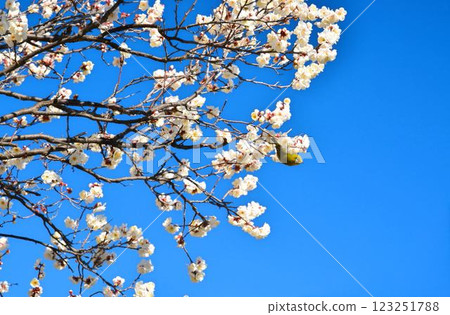 Meiro和白梅 123251788