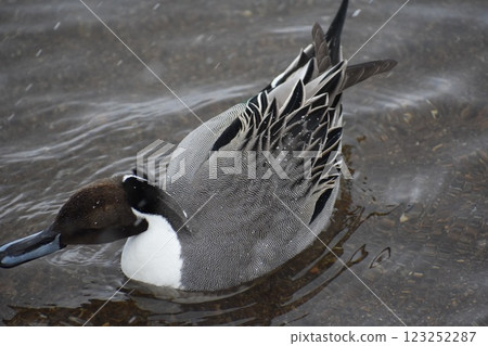Duck 123252287