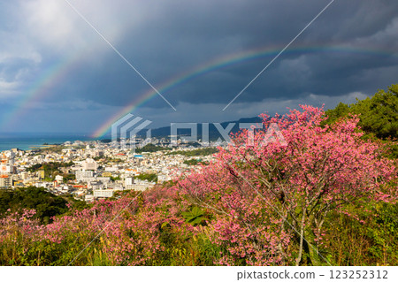 Early-blooming Ryukyu winter cherry blossoms at Sakura Garden in Nago Castle Park, Nago City, Okinawa Prefecture, and a rainbow over the town of Nago below Early-blooming Ryukyu winter cherry blossoms at Sakura Garden in Nago Castle Park, Nago City, Okinawa Prefecture, and a rainbow over the town of Nago below 123252312