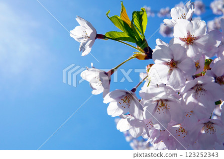 藍天映襯下的櫻花 藍天映襯下的櫻花 123252343