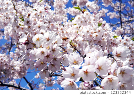 Cherry blossoms against the blue sky 123252344
