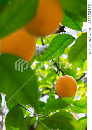 Meyer lemons ripening at Shikisaikan in Iwamizawa, Hokkaido [May] 123252436