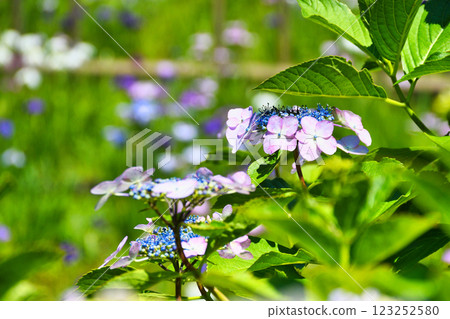 Hondo-ji Temple: Beautiful hydrangeas and irises (Matsudo City, Chiba Prefecture) 123252580