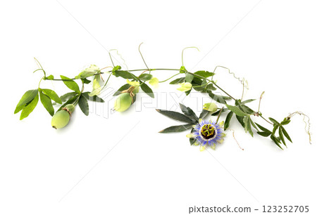 Passiflora in studio 123252705