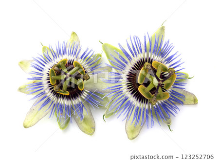 Passiflora in studio 123252706