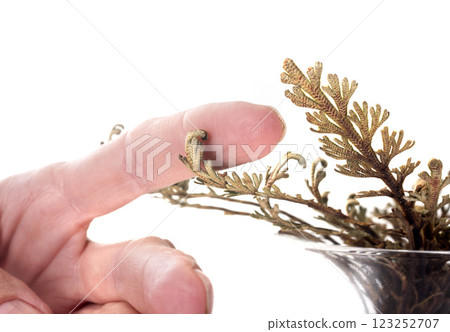 Rose of Jericho in studio Rose of Jericho in studio 123252707