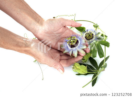 Passiflora in studio 123252708