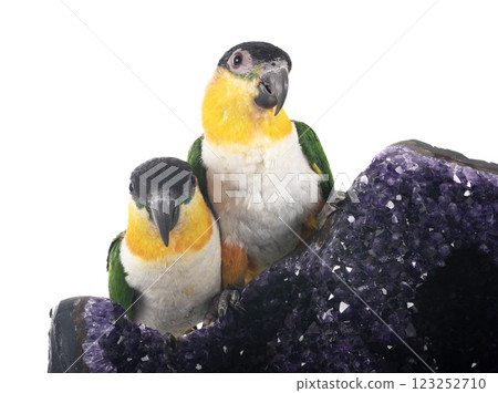 amethyst in studio 123252710