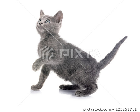 kitten in studio 123252711