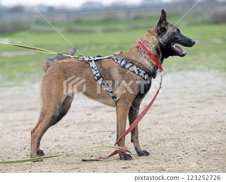 training of belgian shepherd 123252726