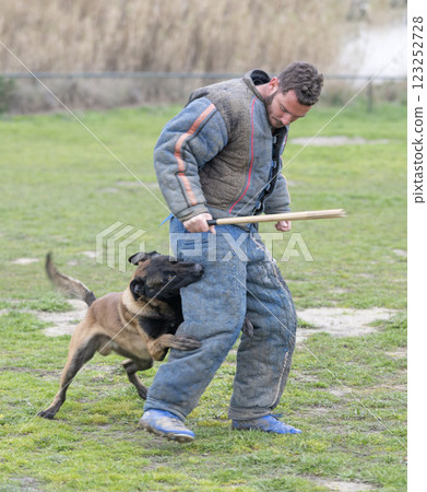 training of belgian shepherd training of belgian shepherd 123252728