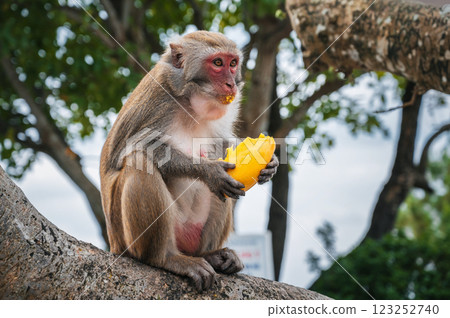 monkey eats mango sitting on a tree in the forest in wild nature monkey eats mango sitting on a tree in the forest in wild nature 123252740