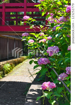 本堂寺的美麗繡球花（千葉縣松戶市） 123252779