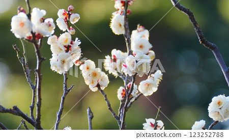 The white plum blossoms of Koishikawa Korakuen evoke a Japanese atmosphere 123252788