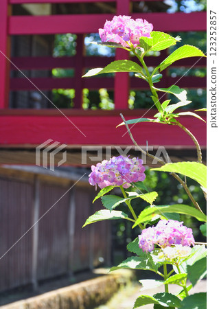 Beautiful hydrangeas at Hondo-ji Temple (Matsudo City, Chiba Prefecture) Beautiful hydrangeas at Hondo-ji Temple (Matsudo City, Chiba Prefecture) 123252857